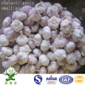 Hot Sale Fresh Normal White Garlic